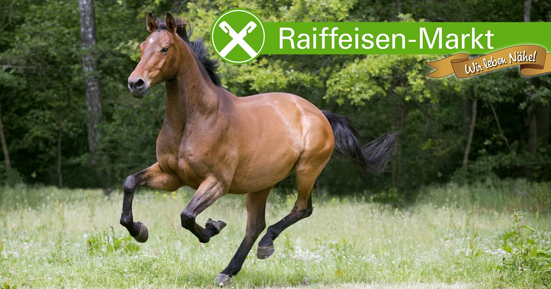 Aktuelles Raiffeisen Halle